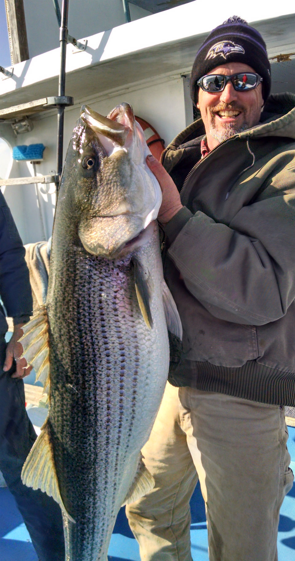 Chesapeake Bay Rockfish Report Soundside Adventures