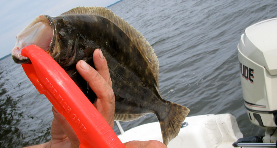 Outer Banks flounder
