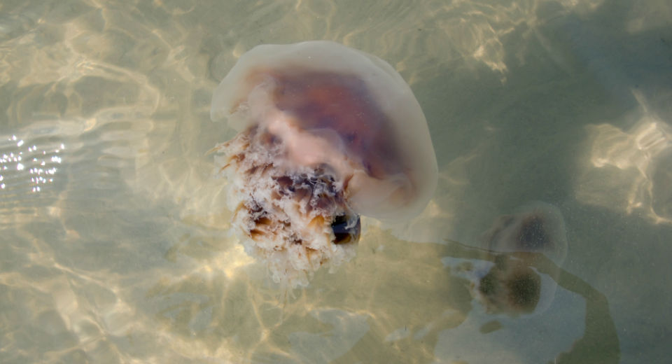 Oregon Inlet jellyfish