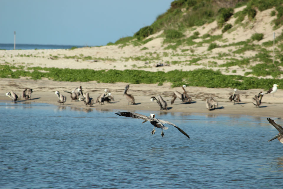 Outer Banks Brown pelicans