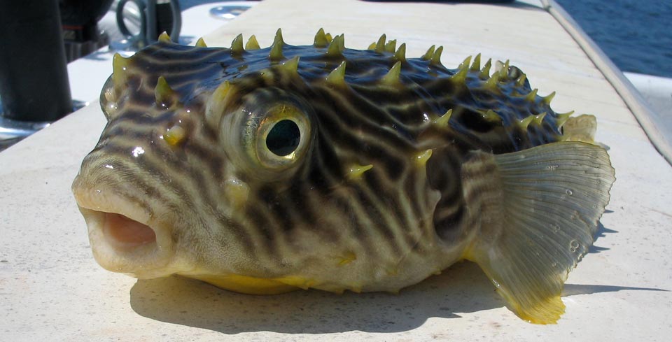 Outer Banks Striped burrfish