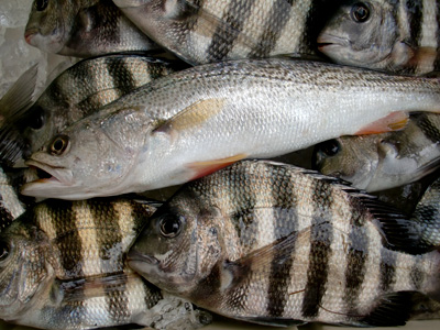 Outer Banks Sheepshead and Weakfish